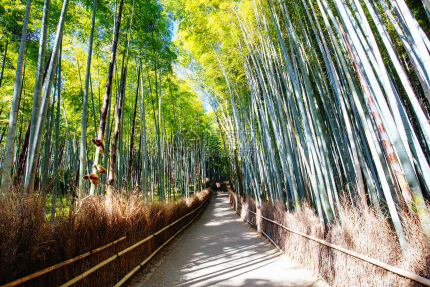 第6天·金阁寺